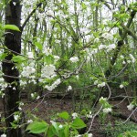 Flowering Wood(2)