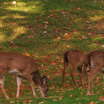 deer
