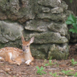 deer2